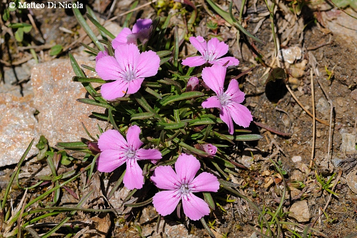 un po'' di flora dal Gavia